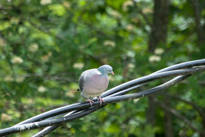 Close-up of bird perching on tree