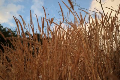 Close-up of stalks in field against sky