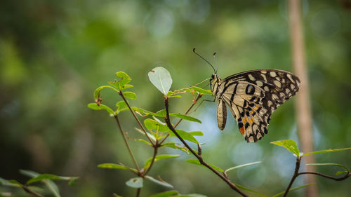 Close-up of butterfly on leaf