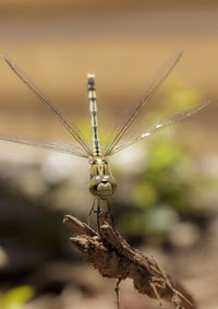 Close-up of dragonfly on plant