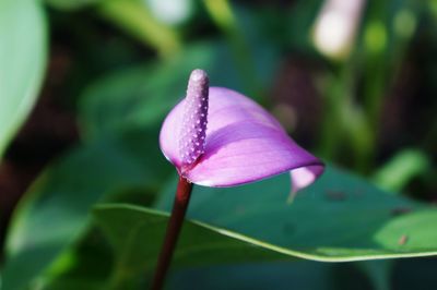 Close-up of purple flower growing outdoors