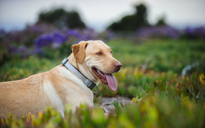 Yellow labrador retriever relaxing on field