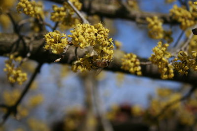 Close-up of yellow flowering plant