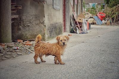 Portrait of dog outdoors