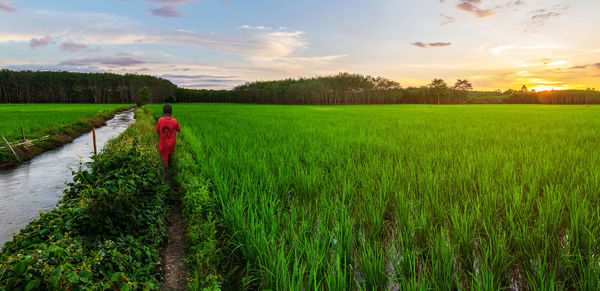 Rear view of boy walking on rice farm against sky during sunset