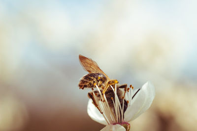 Close-up of butterfly on flower