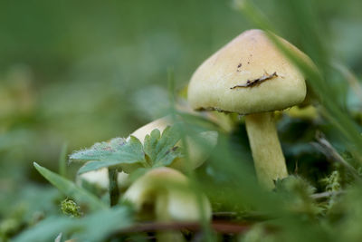 Close-up of mushroom growing on land