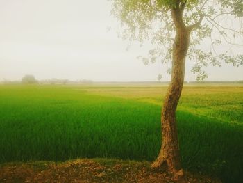 Scenic view of field against sky