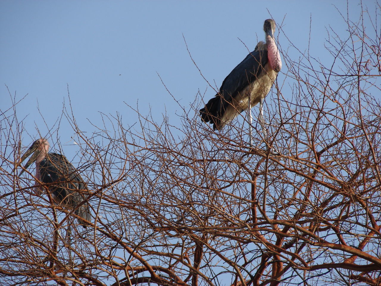 LOW ANGLE VIEW OF BIRDS PERCHING ON BARE TREE