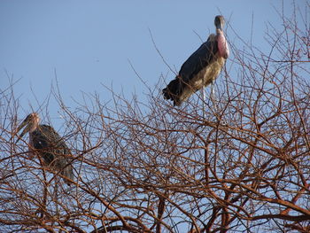 Low angle view of bird perching on bare tree against sky