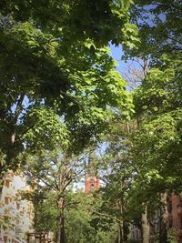 Low angle view of trees against sky