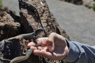 Close-up of hand holding rock