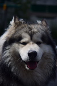 Close-up portrait of a dog