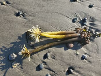 High angle view of yellow flowers on sand