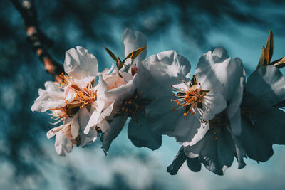 Close-up of blossoms blooming outdoors