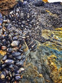High angle view of shells on beach