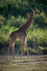 Masai giraffe walks past trees and bushes