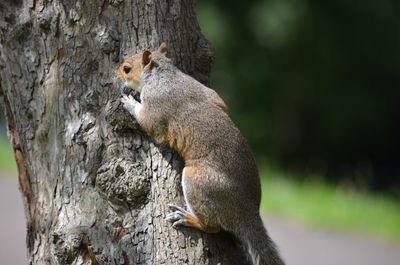 Squirrel on tree trunk