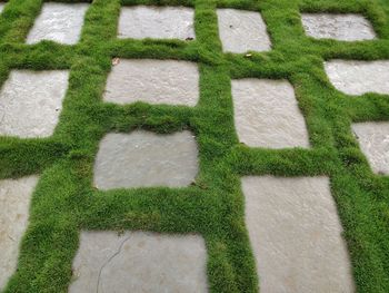 Full frame shot of grass and stone footpath in garden
