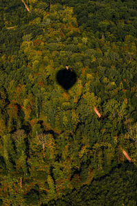 High angle view of trees growing on field