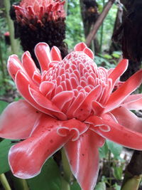 Close-up of red flower blooming outdoors