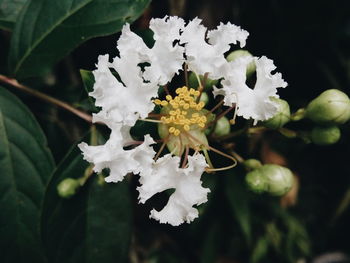 Close-up of white flowers