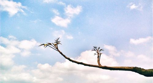 Low angle view of insect on tree against sky