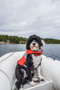 Dog in a boat wearing a life jacket