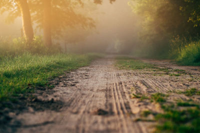 Empty dirt road amidst trees in foggy weather