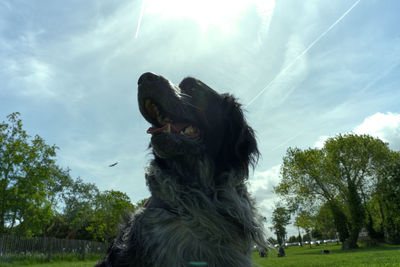 Low angle view of dog against sky