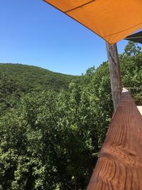 Low angle view of trees against clear sky