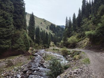 Scenic view of river amidst trees in forest against sky