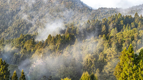 Panoramic view of trees in forest