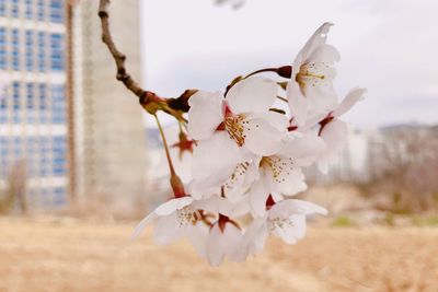 Close-up of cherry blossoms