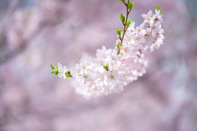 Close-up of pink cherry blossoms