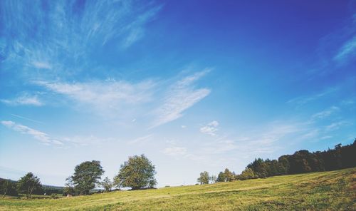 Trees on field against sky