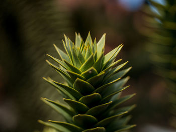 Close-up of succulent plant