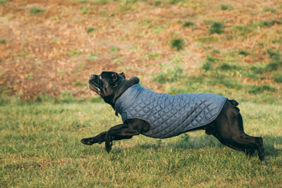 Side view of a dog on field