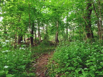 Trees in forest