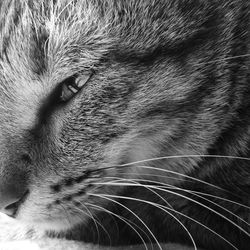 Close-up portrait of cat