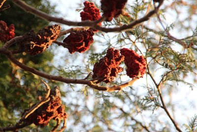 Low angle view of flower tree