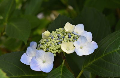 Close-up of white hydrangea flowers