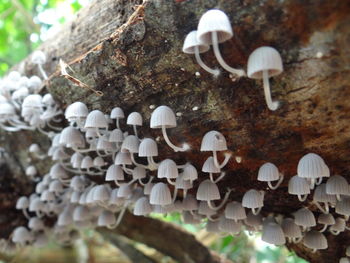 Close-up of white mushrooms on tree trunk
