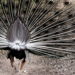 Close-up of peacock