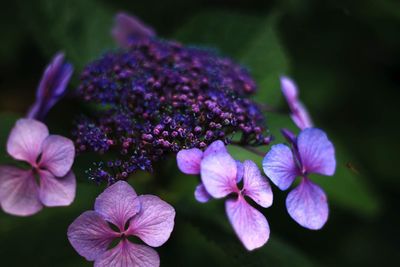 Close-up of purple flowers blooming outdoors