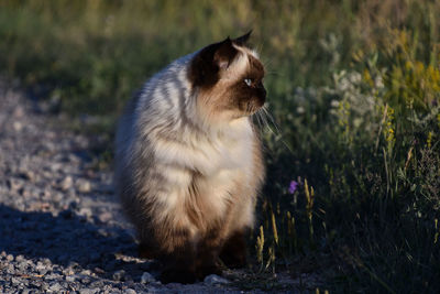 Close-up of a cat looking away