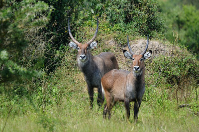 Deer standing on field