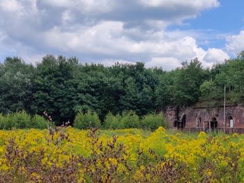 Scenic view of yellow flowering trees on field against sky