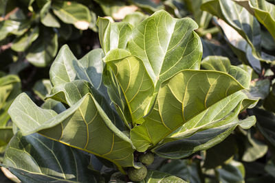 Close-up of green leaves