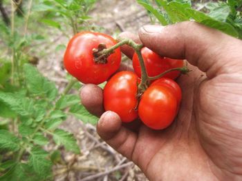 Cropped image of hand holding tomatoes